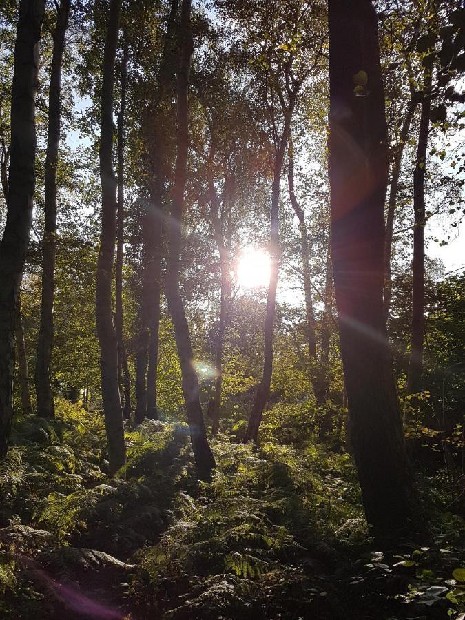 Sonnenstrahl Im Kuestenwald Gelbensande Εξωτερικό φωτογραφία